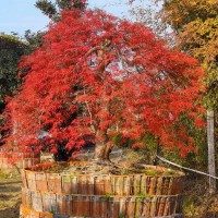 别墅花园景观绿化植物 日本羽毛枫 中农花木基地出售