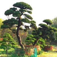 中农花木 别墅花园景观绿化植物 日本黑松 株高3-4米