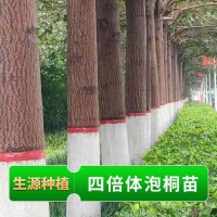 速生四倍体泡桐地苗小树4-8公分易种植成活率高 生源种植合作社