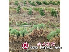 湘仁生物 景区园林色块栽植绿化工程苗木 迷迭香种苗图1
