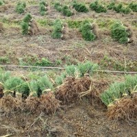 湘仁生物 景区园林色块栽植绿化工程苗木 迷迭香种苗