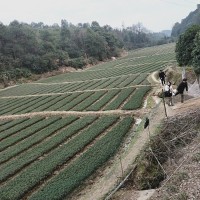 湘仁生物 迷迭香种苗 色块栽植地被绿化工程苗木