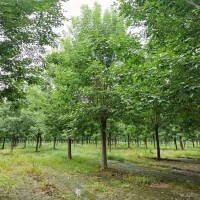多种规格金叶白蜡树 园林绿化根系发达好养活 自然树形欢迎采购