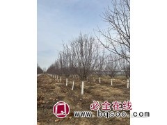 海棠树/海棠树价格/海棠哪里最便宜/海棠国槐行情图4