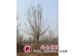 白蜡树/白蜡价格/白蜡哪里便宜/菏泽白蜡行情图2