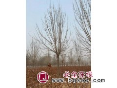 白蜡树/白蜡价格/白蜡哪里便宜/菏泽白蜡行情图3