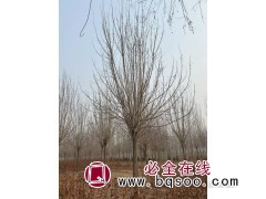 白蜡树/白蜡价格/白蜡哪里便宜/菏泽白蜡行情图4