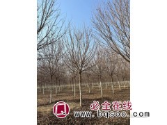 五角枫树/五角枫树价格/五角枫哪里最便宜/五角枫图2