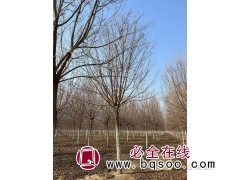 五角枫树/五角枫树价格/五角枫哪里最便宜/五角枫图3