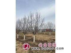 海棠树/海棠树价格/海棠哪里便宜/海棠国槐行情图2