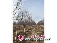 海棠树/海棠树价格/海棠哪里便宜/海棠国槐行情图3