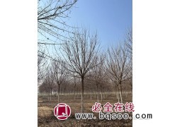 五角枫树/五角枫树价格/五角枫哪里便宜/五角枫国槐行情图3