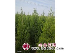 1米8塔柏 蜀桧常青树 高速路专用 苏北公鼎绿化苗木园艺场图1