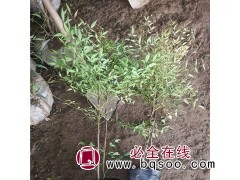 供应南天竹苗 丛生多分枝 公鼎绿化苗木园艺场常年供应图1