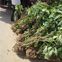 结香花 基地绿化苗木园艺场 园艺 丛生好苗多分枝