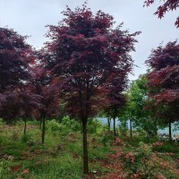 古焦华枫园林出售三季红枫 耐寒耐旱道路景观种植苗木