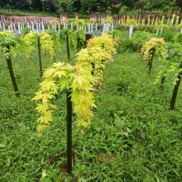 黄金流泉枫树种植基地长期供应 根系粗壮完整易存活 黄金凤 全州古焦华枫园林