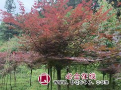 红枫