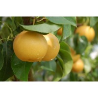 常年供应香甜多汁抗病能力强的 圆黄梨苗 航诺苗木 新品种梨苗