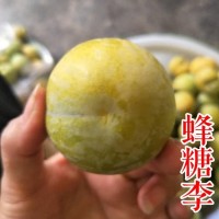 蜂糖李子苗 植株健壮 规格齐全 放心选购苗 航诺苗木