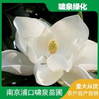 现挖现发供应10CM广玉兰 绿化工程苗木 啸泉苗圃