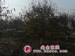红叶碧桃