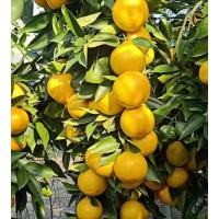 苗木 1至3年生新品种黄美人柑桔苗 橘子苗木 60至3公分不等
