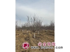 樱花树/樱花树价格/昌润园林绿化/樱花行情图2