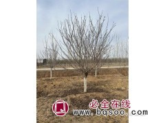 樱花树/樱花树价格/昌润园林绿化/樱花行情图3