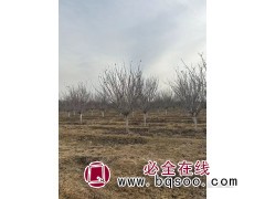 樱花树/樱花树价格/昌润园林绿化/樱花行情图4