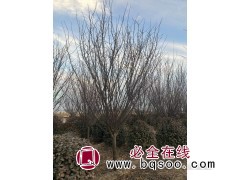 美人梅产地/美人梅价格/美人梅哪里最便宜/菏泽美人梅行情图2