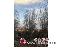 美人梅产地/美人梅价格/美人梅哪里最便宜/菏泽美人梅行情图3