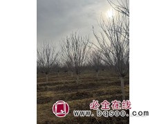 樱花树/樱花树价格/樱花哪里便宜/樱花行情图2