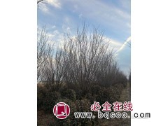 美人梅产地/美人梅价格/美人梅哪里便宜/美人梅行情图1