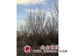 美人梅产地/美人梅价格/美人梅哪里便宜/美人梅行情图2