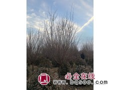 美人梅产地/美人梅价格/美人梅哪里便宜/美人梅行情图3