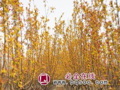 多娇海棠