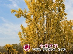 多娇海棠