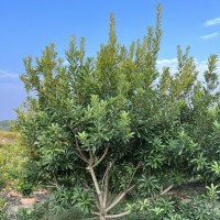 4-5公分杨梅树 营养杯苗 黑炭杨梅 种植基地 和盈苗木