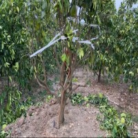 12公分香泡 精品柚子树 自有基地现挖现发 公园小区广场绿化苗木