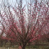 低分枝梅花 玉嵩园艺花木 道路绿化装饰梅花树