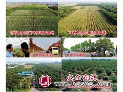 两年生小苗还剩3万株 榉树小苗销售 榉树园 三鼎园林绿化图1