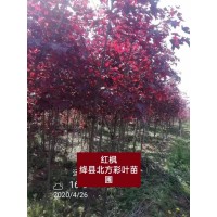 美国红枫-红国王耐寒耐旱，三季红色叶片行道树 山西红枫
