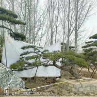 造型松 油松 黑松 种植基地 种类规格齐全 可批量发货 济南造型松基地 松涛园林