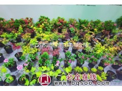 江苏置霜红枫价格优惠/江苏置霜红枫量大优惠 苏圃生态 红枫图1