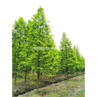 江苏金叶水杉特征形态 江苏金叶水杉价格 苏圃生态 水杉价格 水杉