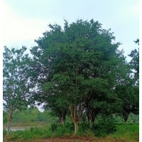 三角梅 嵊州浅草花木场 三角枫造型树销售 浙江花木网 三角枫工程苗