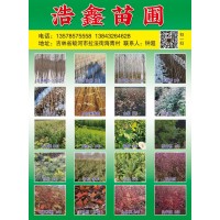 银中杨 6-7公分银中杨现货销售 吉林苗木基地 吉林浩鑫苗圃