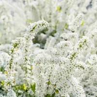 辽宁雪柳枝 雪柳苗 东北雪柳销售基地 辽宁宇阳园林绿化