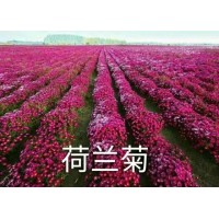 荷兰菊苗 东北多色荷兰菊小苗价格 鞍山花卉价格 恒鑫绿化园林